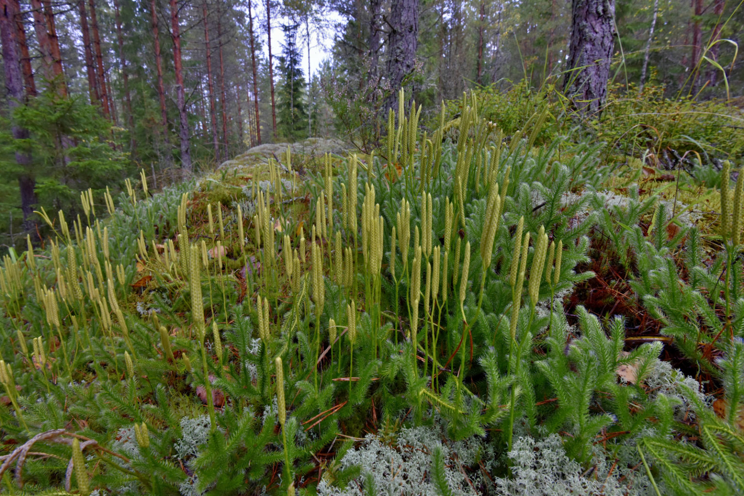 Valokuvaaja: Reijo Juurinen Valokuvaaja: Reijo Juurinen
