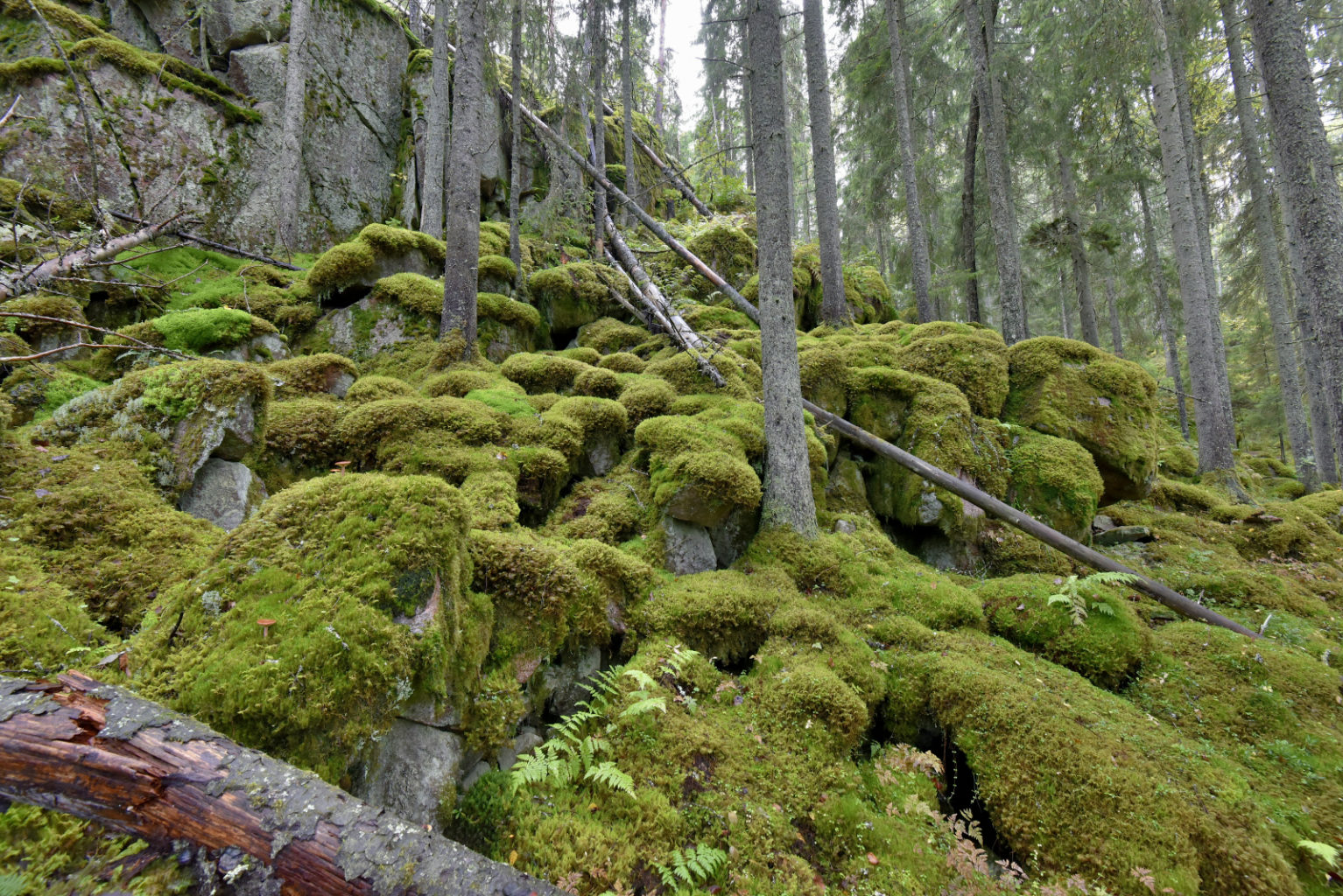 Valokuvaaja: Reijo Juurinen