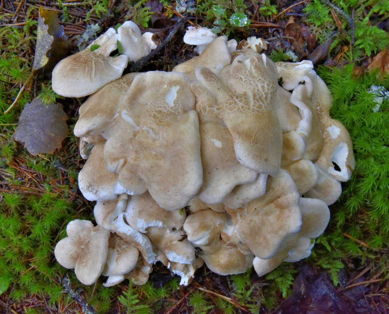 Valokuvaaja: Reijo Juurinen