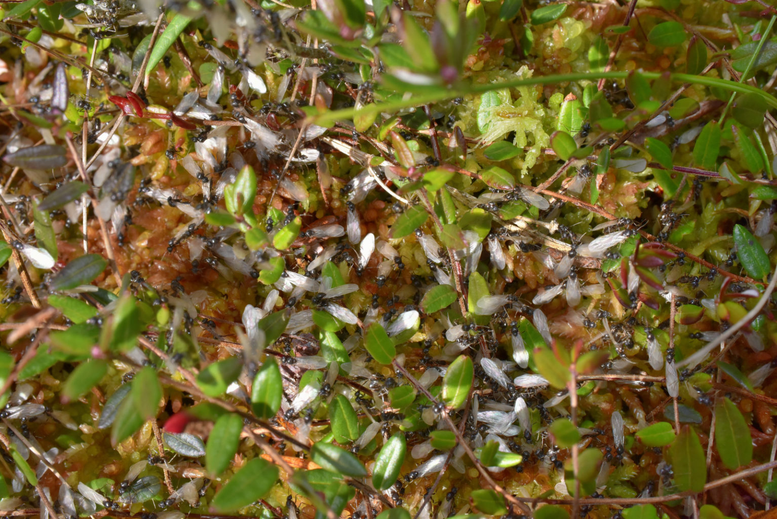 Valokuvaaja: Reijo Juurinen Valokuvaaja: Reijo Juurinen