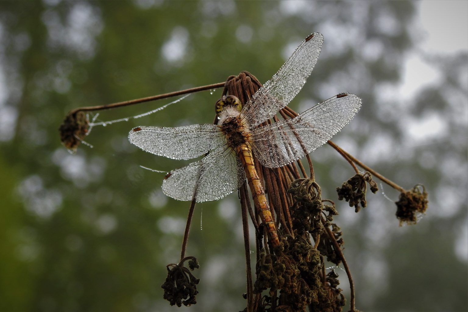 Valokuvaaja: Maarit Siitonen