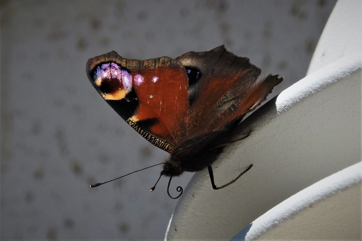 Valokuvaaja: Maarit Siitonen Valokuvaaja: Maarit Siitonen