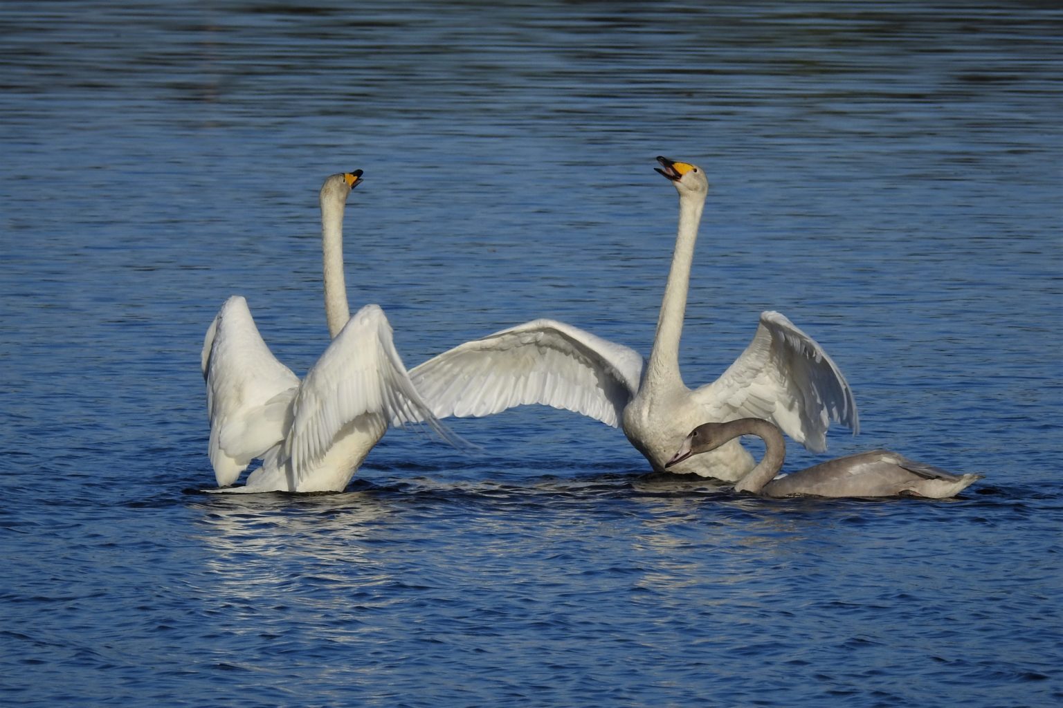 Valokuvaaja: Maarit Siitonen
