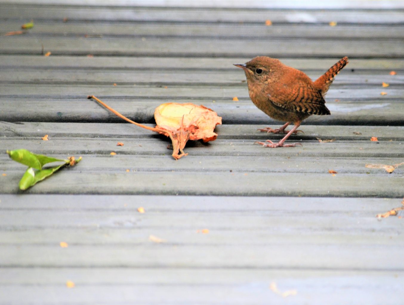 Valokuvaaja: satu välimaa