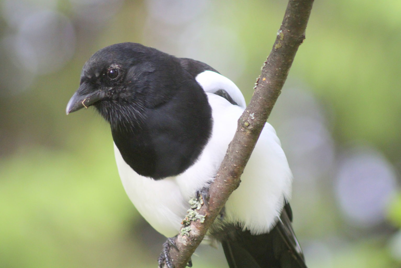 Valokuvaaja: Kalle Asikainen