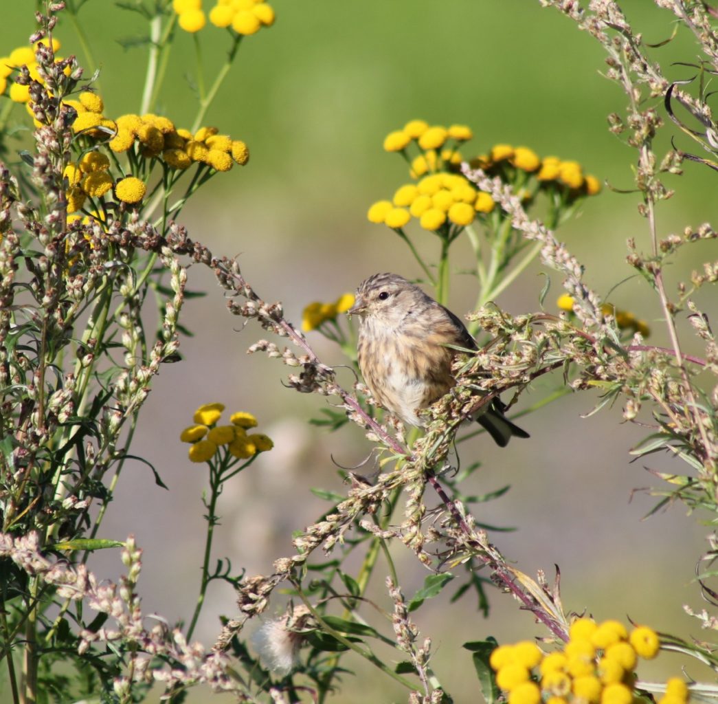Valokuvaaja: Terhi Pöntinen Valokuvaaja: Terhi Pöntinen