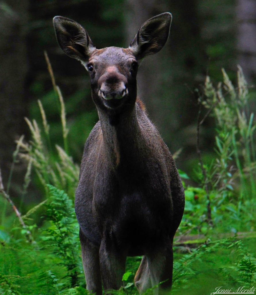 Valokuvaaja: Jenni merilä