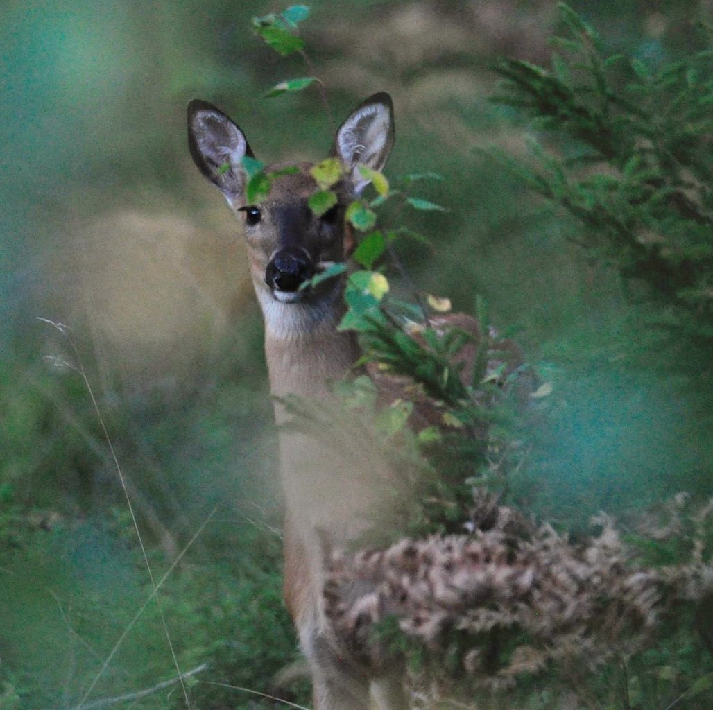 Valokuvaaja: Jenni merilä