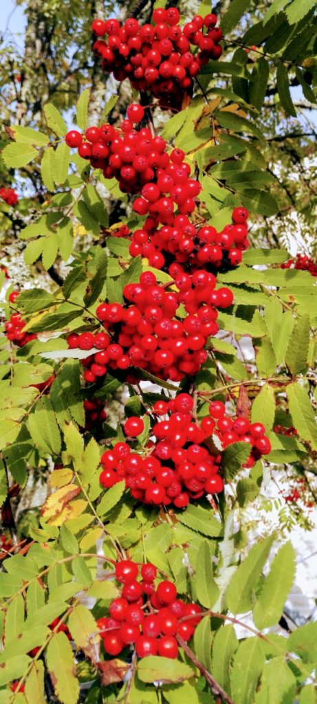 Valokuvaaja: Päivi Punta