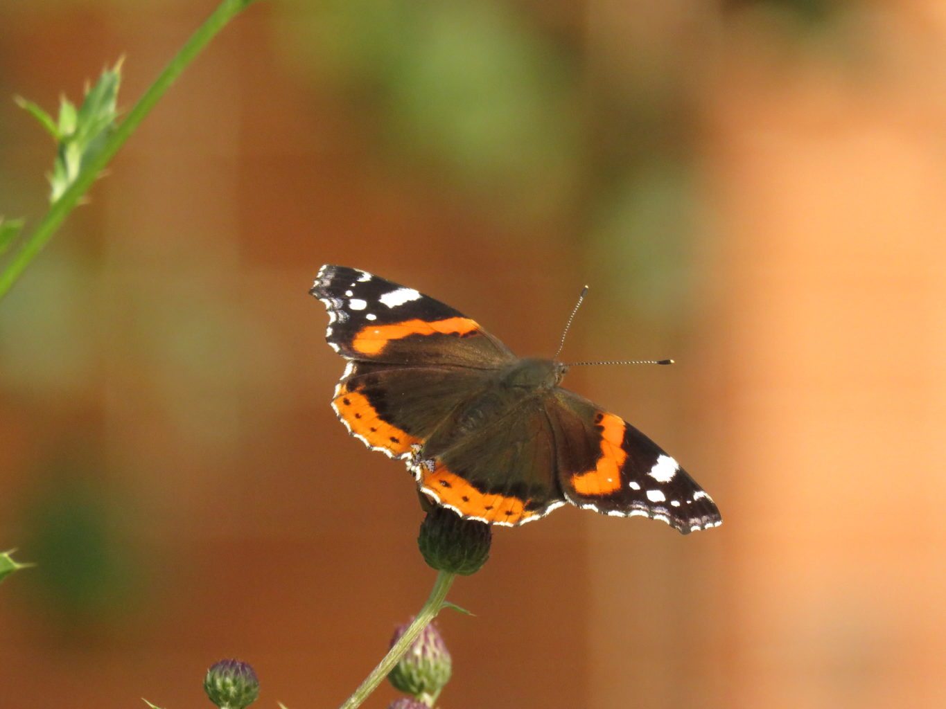 Valokuvaaja: Liisa Johansson Valokuvaaja: Liisa Johansson