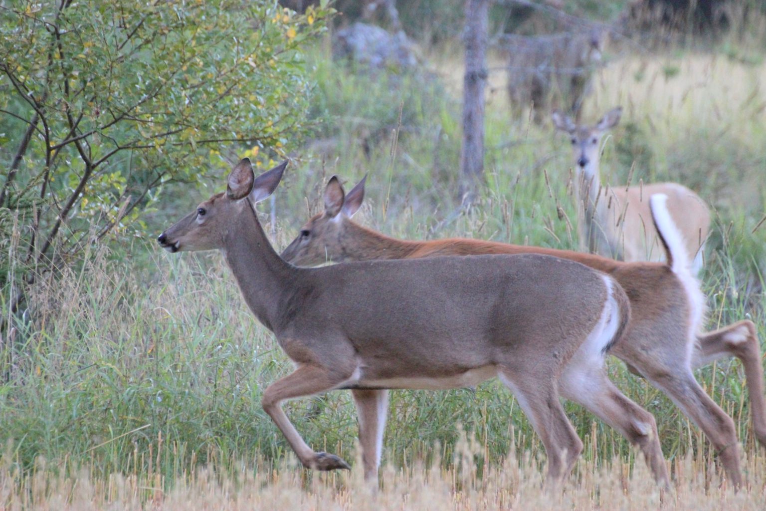 Valokuvaaja: Irja lehtinen