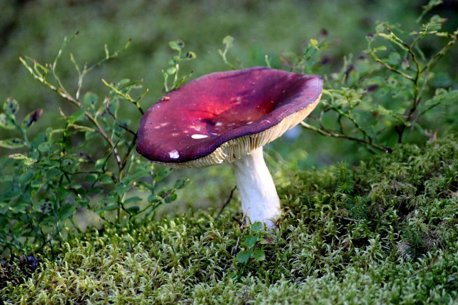 Valokuvaaja: Irja Lehtinen