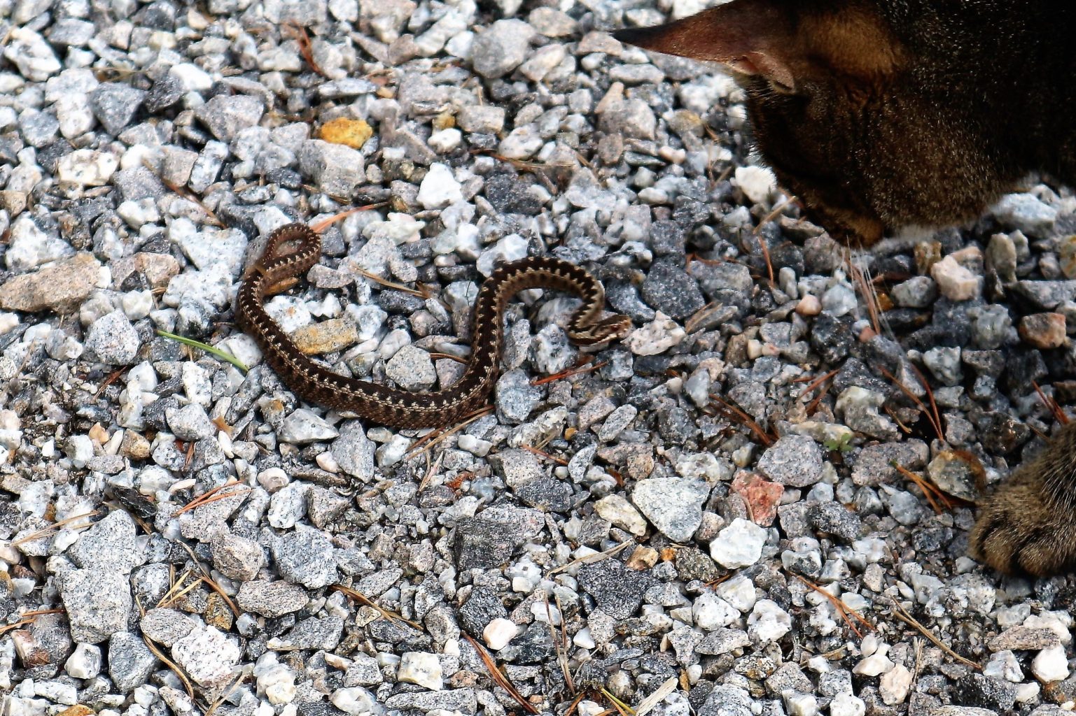 Valokuvaaja: Kirsi Vuorio