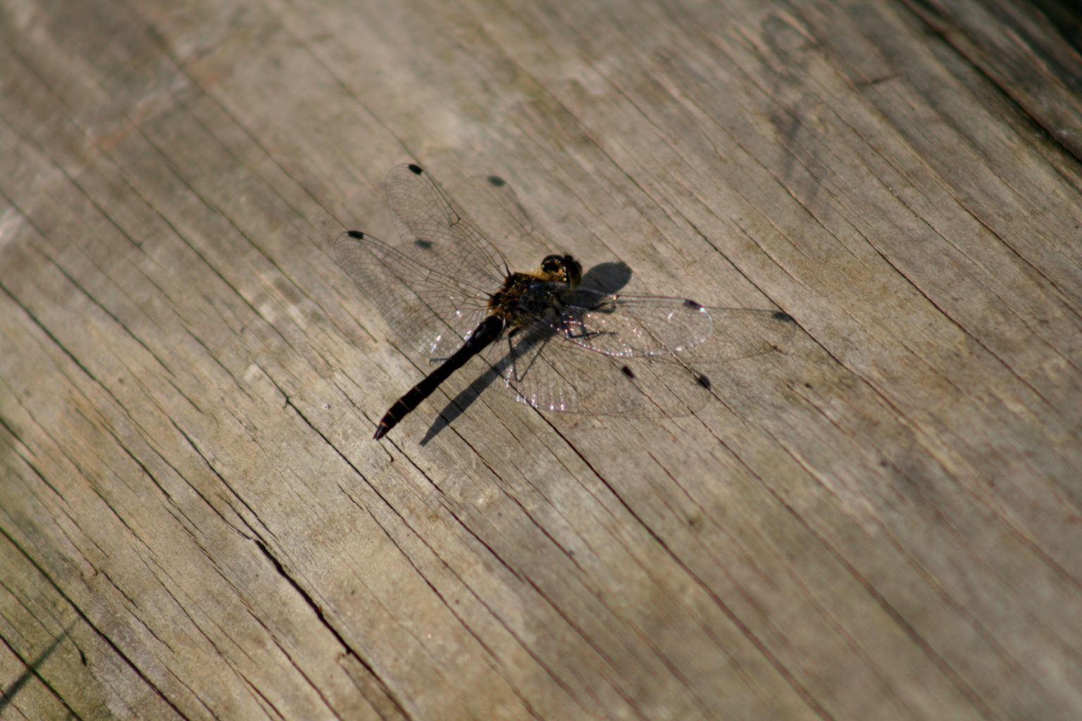 Valokuvaaja: Pirkko Siukonen