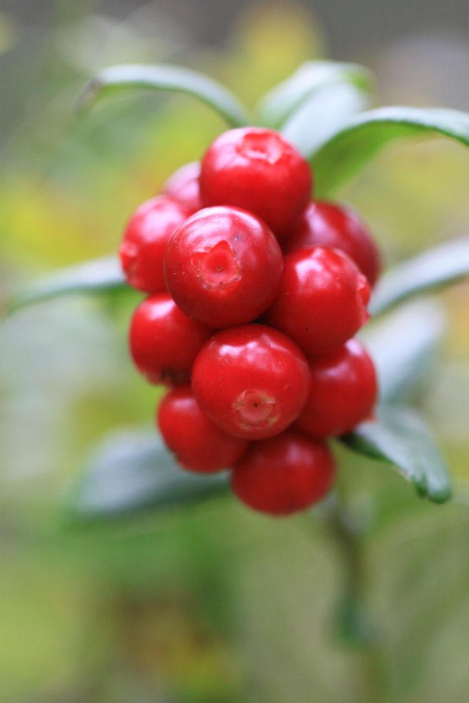 Valokuvaaja: Berndt Hannelius