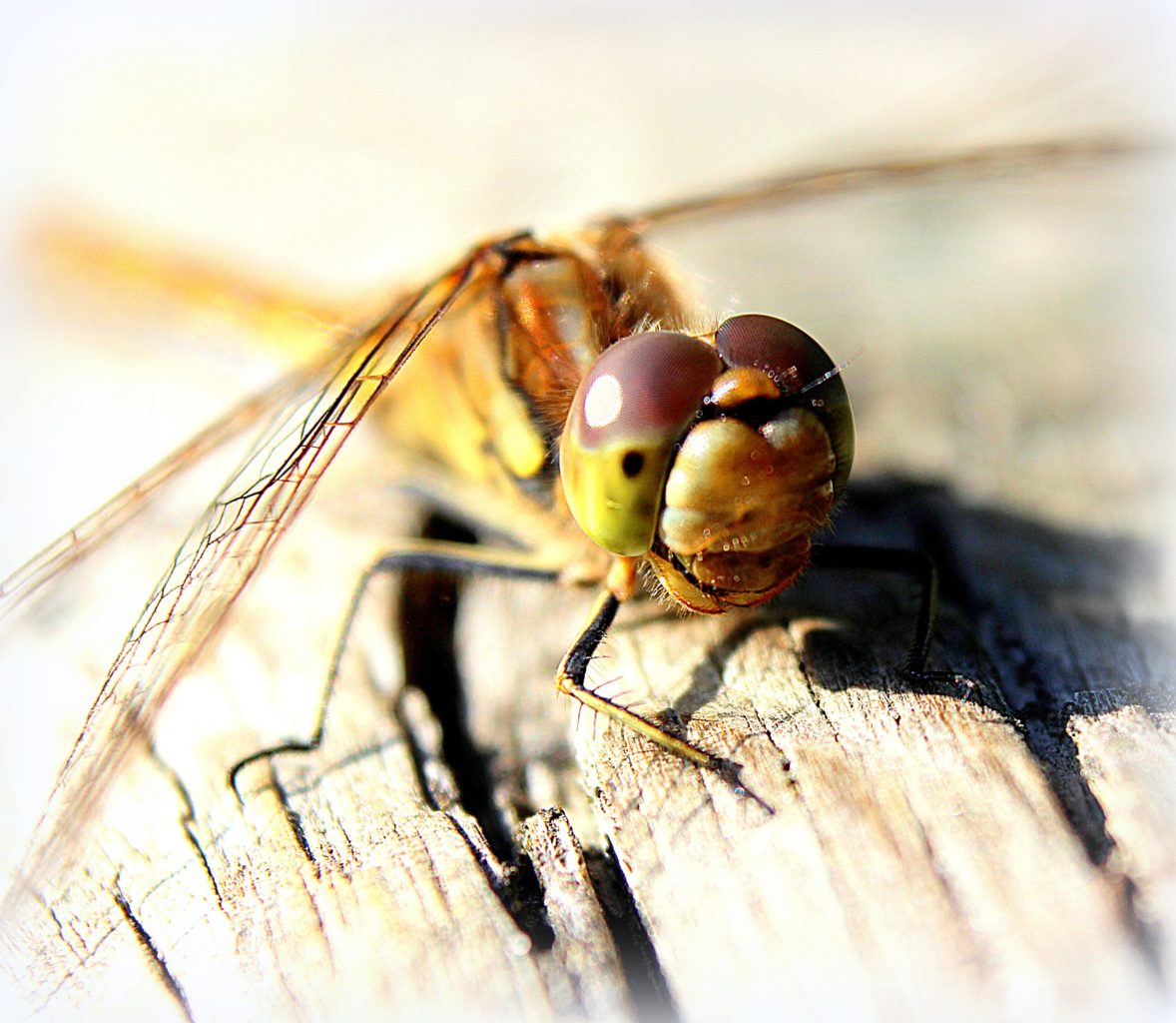 Valokuvaaja: Irja Lehtinen