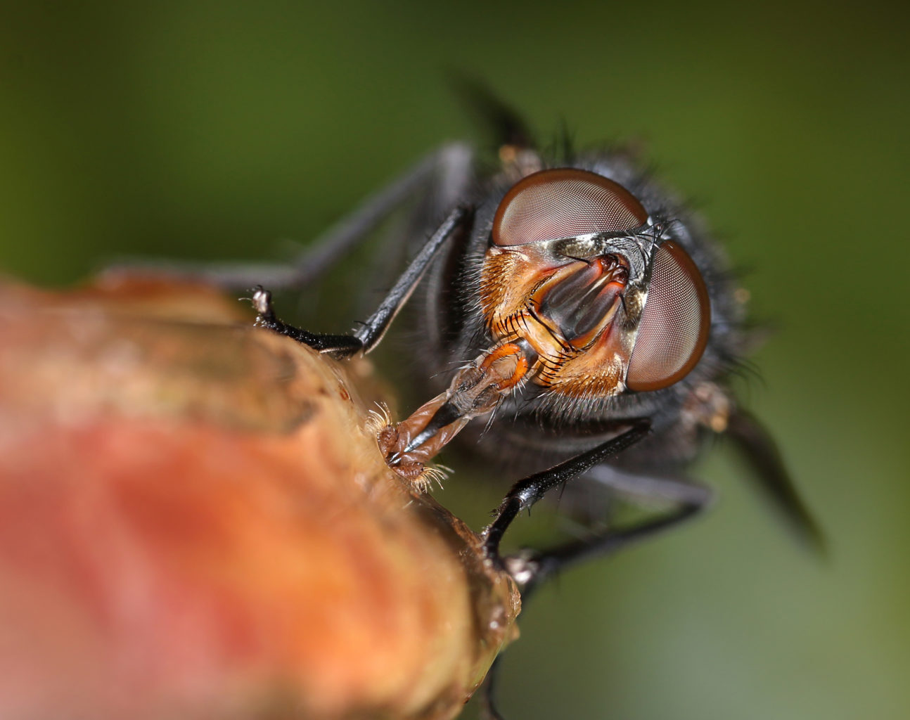 Valokuvaaja: Tarja Porkkala Valokuvaaja: Tarja Porkkala