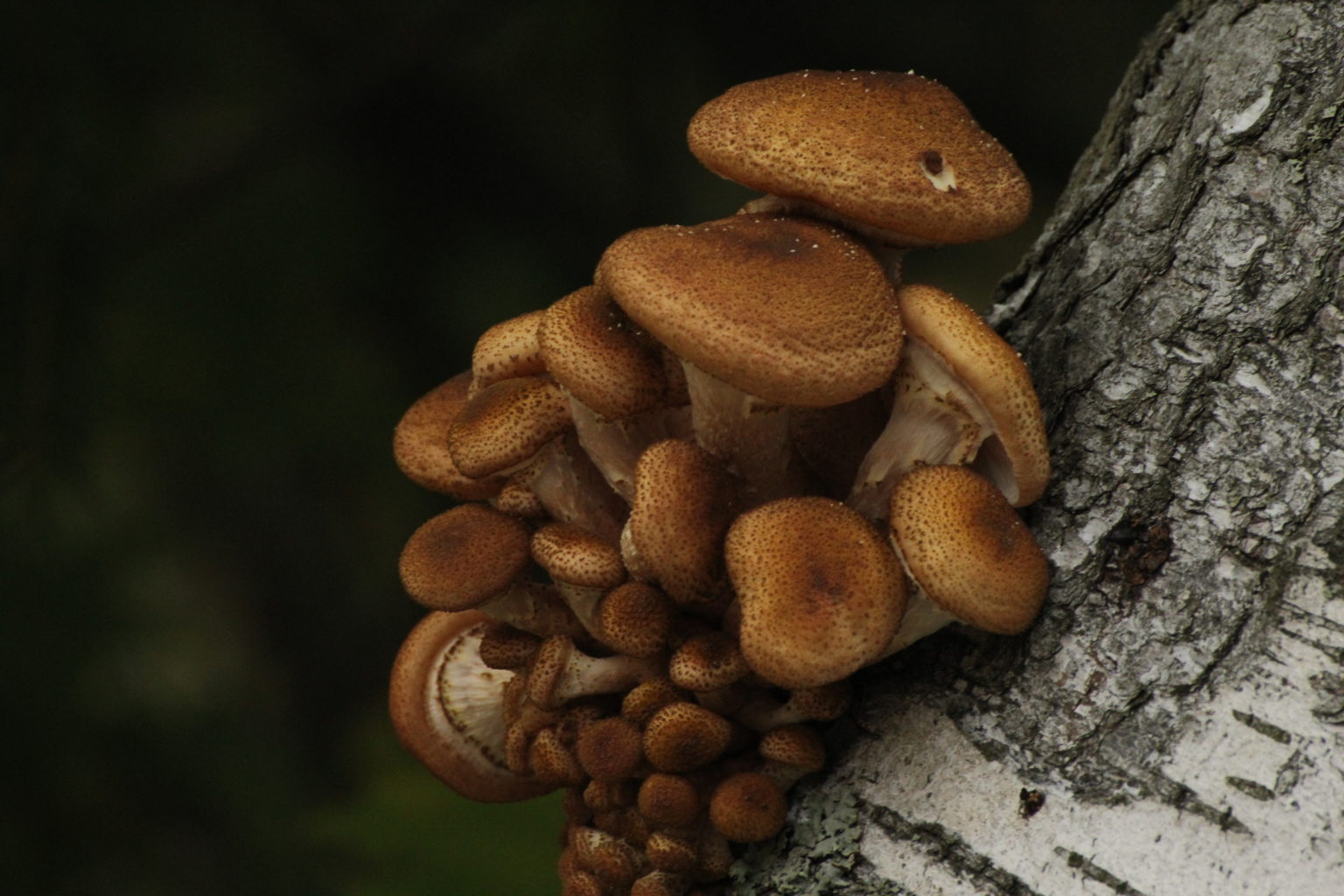 Valokuvaaja: Miia Pesu