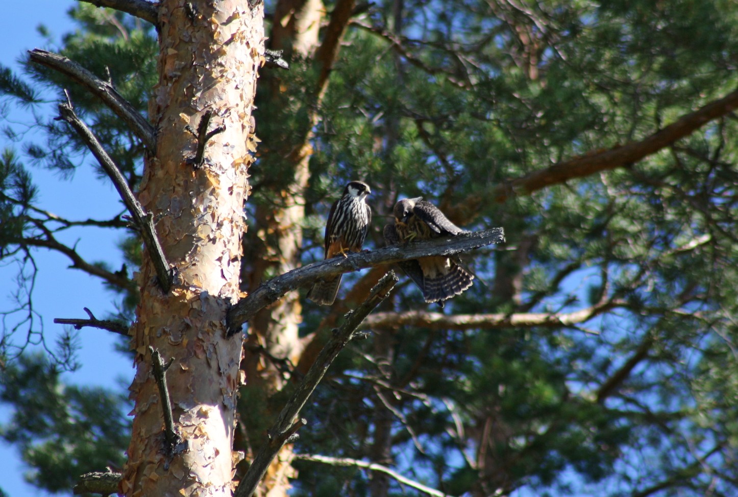 Valokuvaaja: Terhi Pöntinen