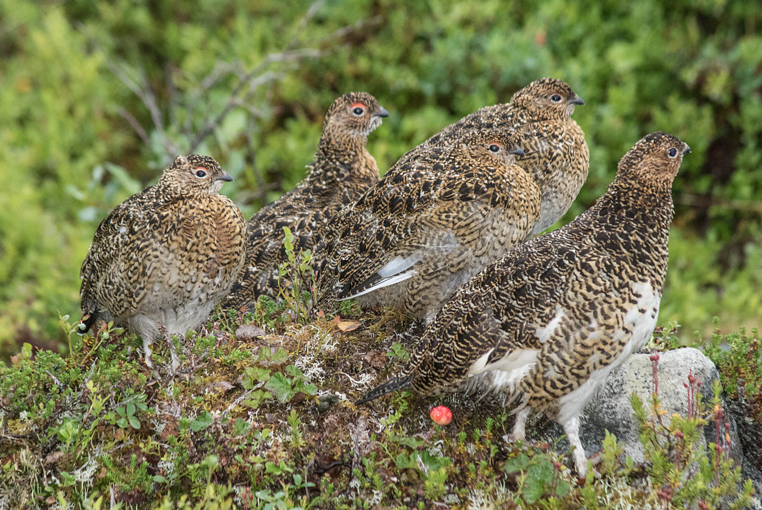 Valokuvaaja: Katri Niskanen