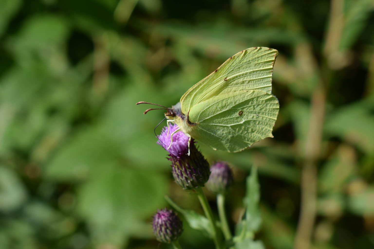 Valokuvaaja: Eila Ylönen