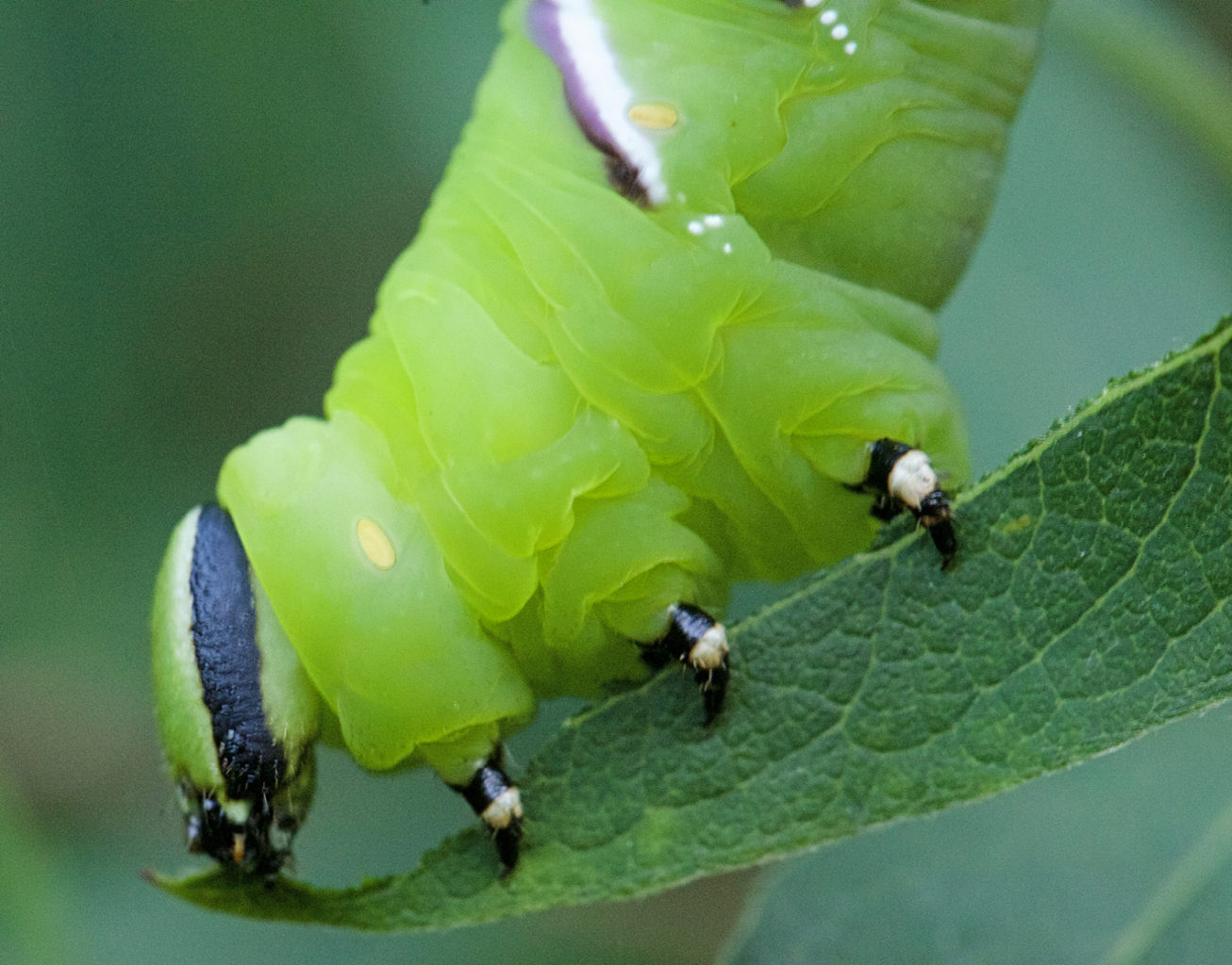 Valokuvaaja: Jarmo Sillanpää