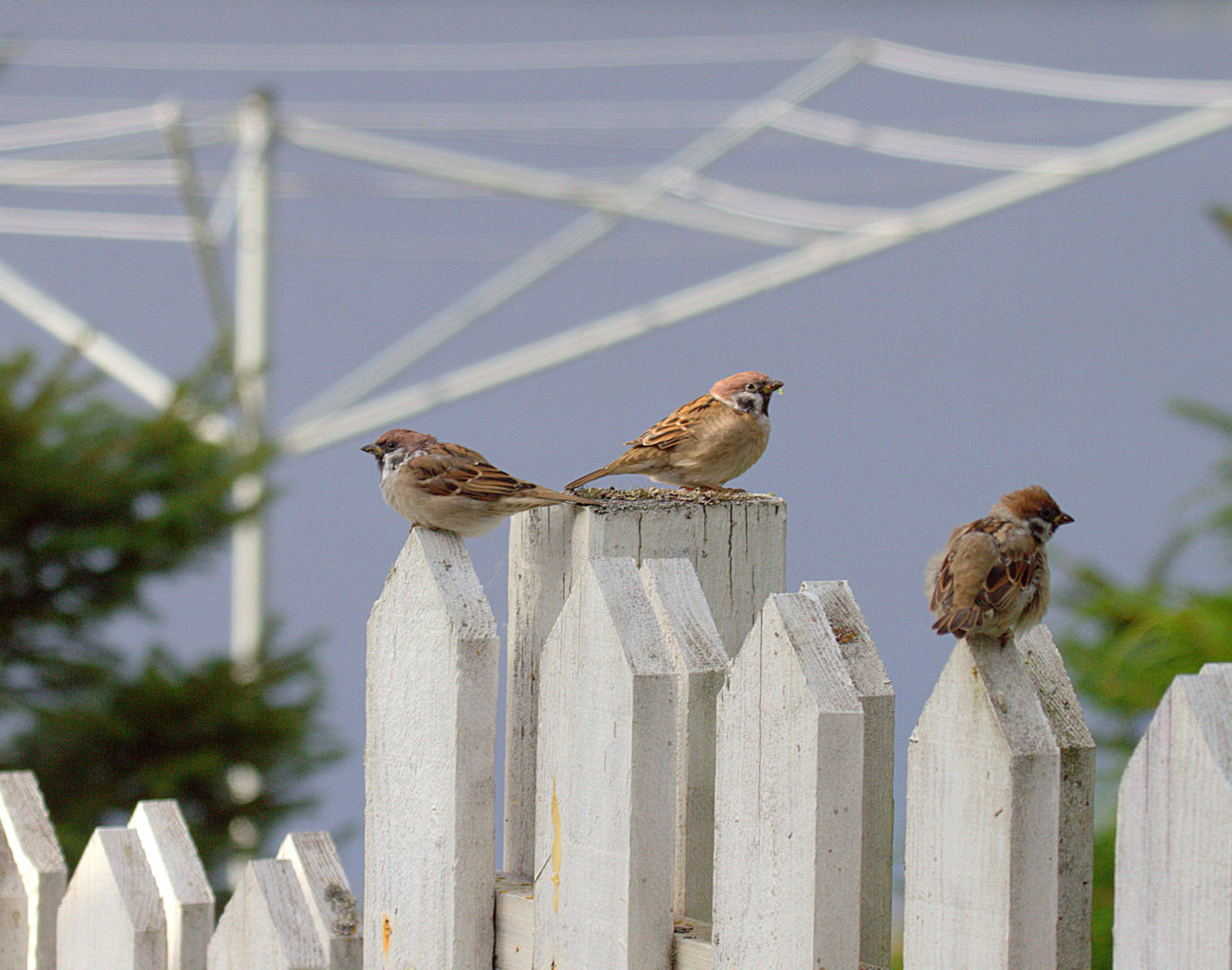Valokuvaaja: Sirpa Jyske Valokuvaaja: Sirpa Jyske