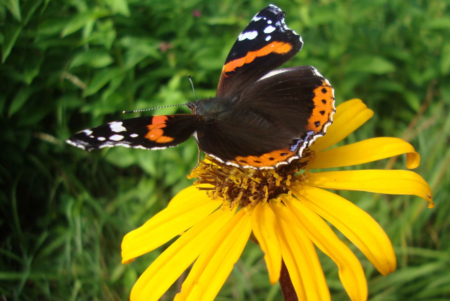 Valokuvaaja: Anja Mustamaa