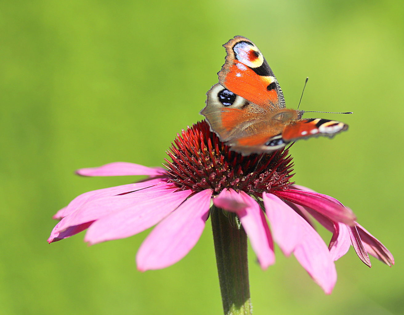 Valokuvaaja: Sirpa Jyske
