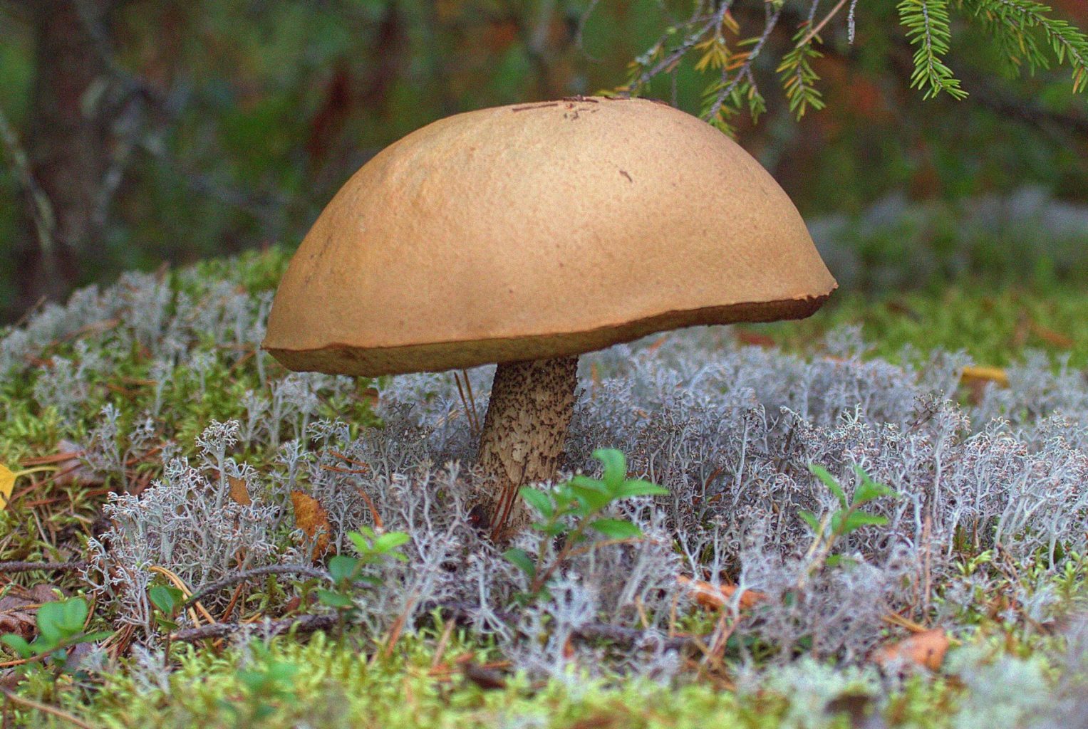 Valokuvaaja: Sirpa Jyske