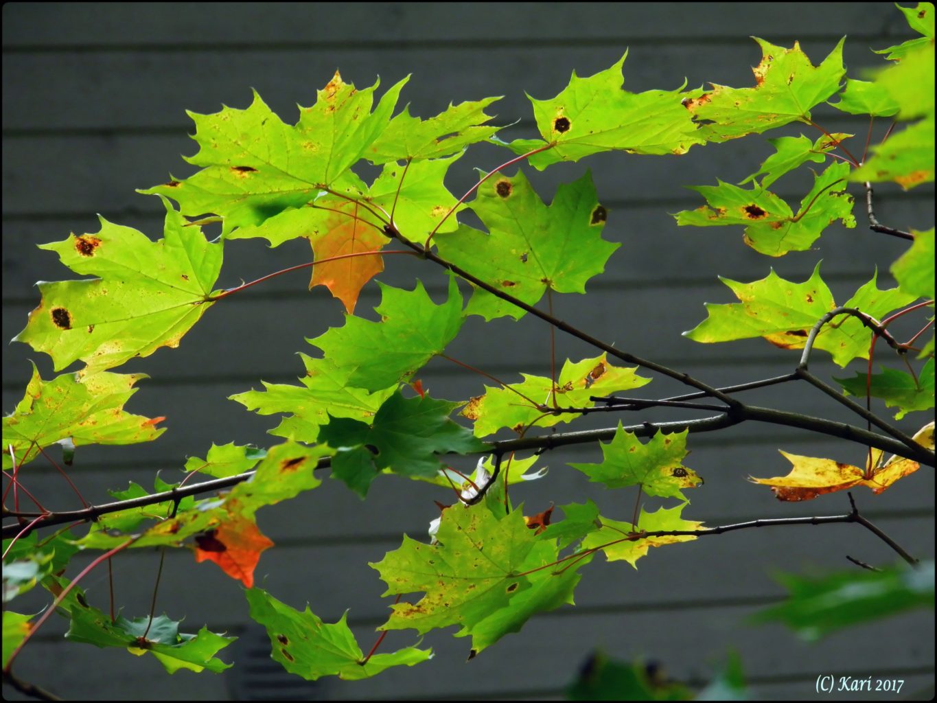 Valokuvaaja: Kari Saarinen