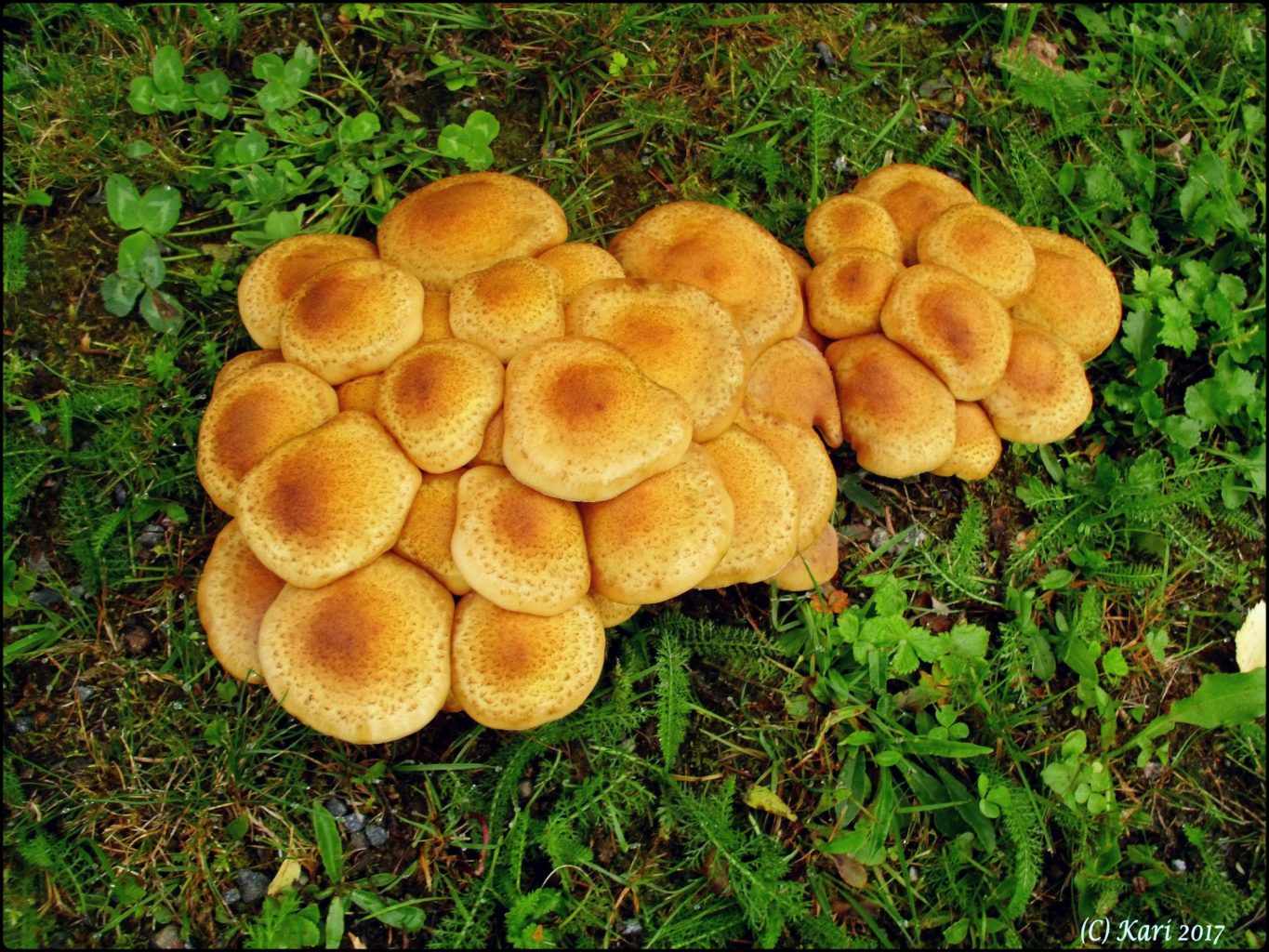 Valokuvaaja: Kari Saarinen