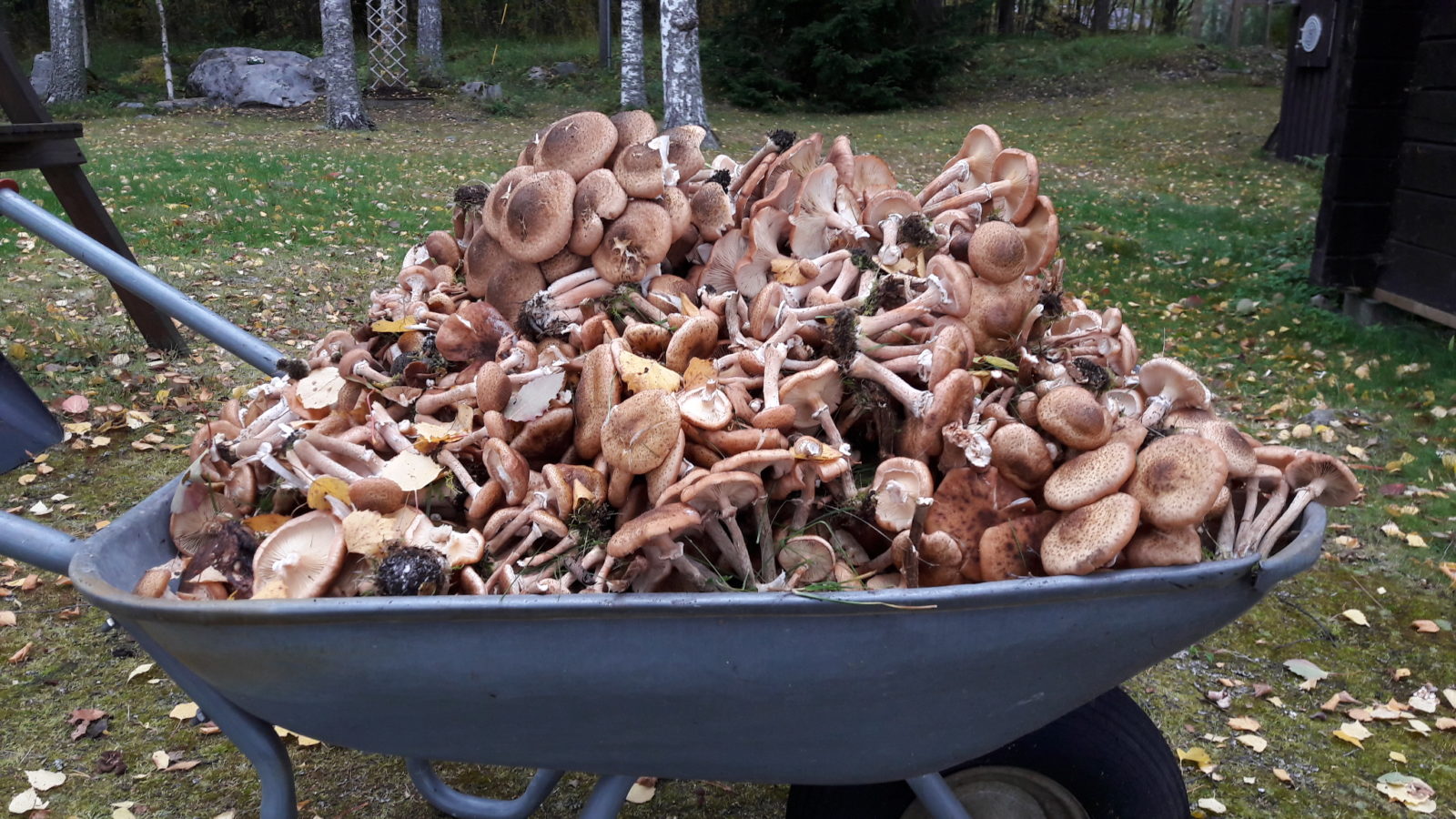 Valokuvaaja: Tuula Makkonen