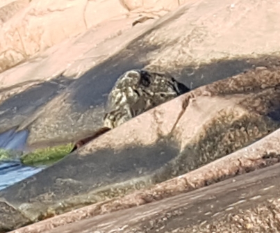 Valokuvaaja: Päivi Laipio