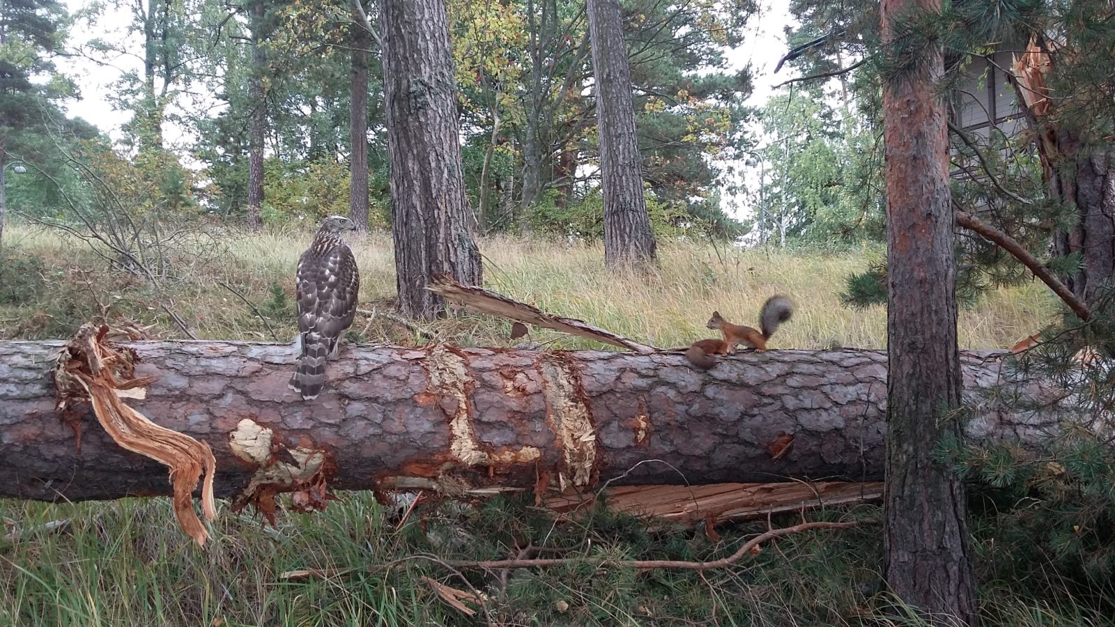Valokuvaaja: Kaj Koski