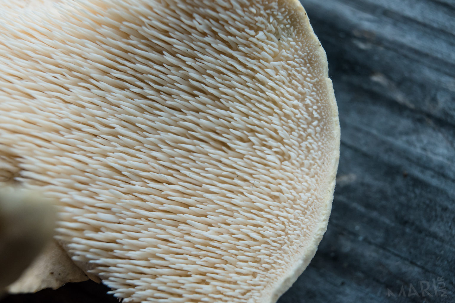 Valokuvaaja: Mari Mur