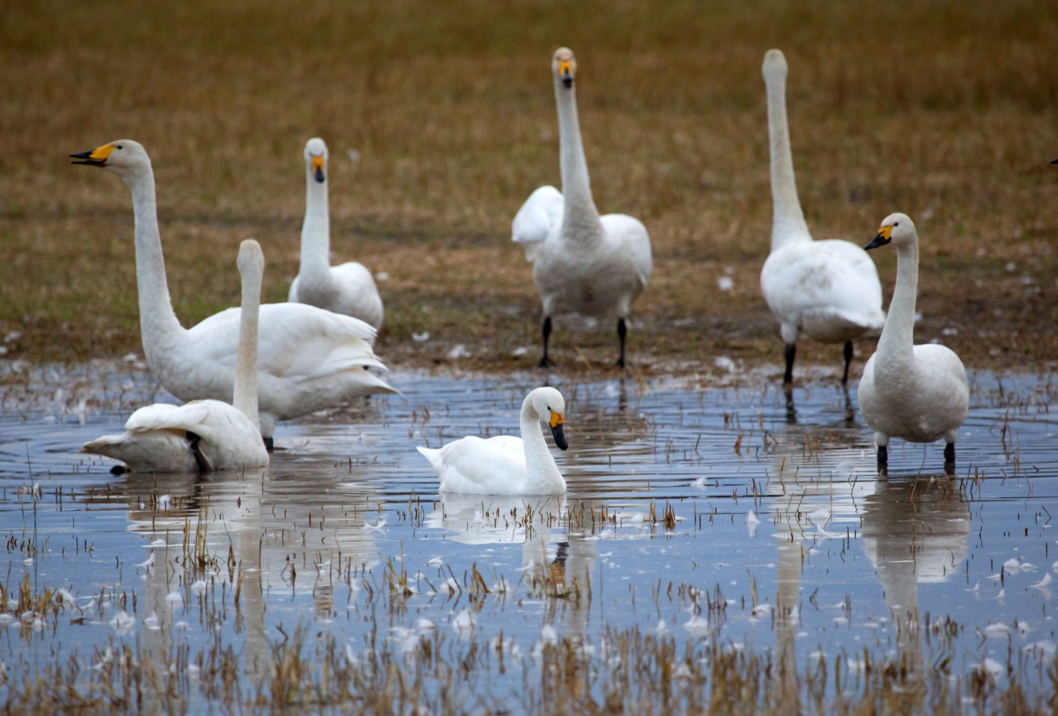 Valokuvaaja: Anna-Liisa Pirhonen