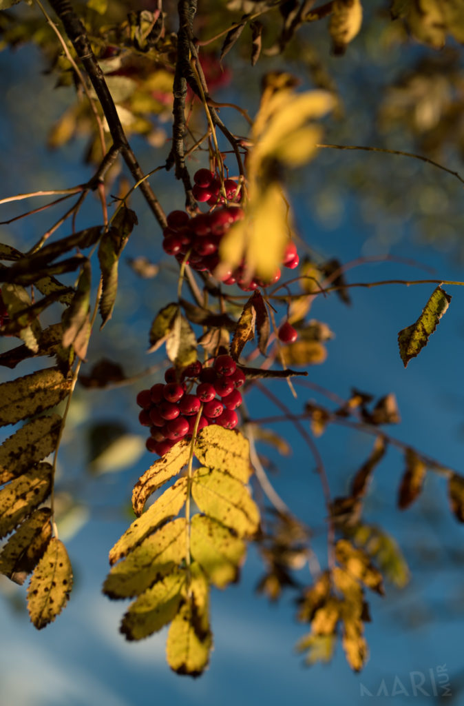 Valokuvaaja: Mari Mur