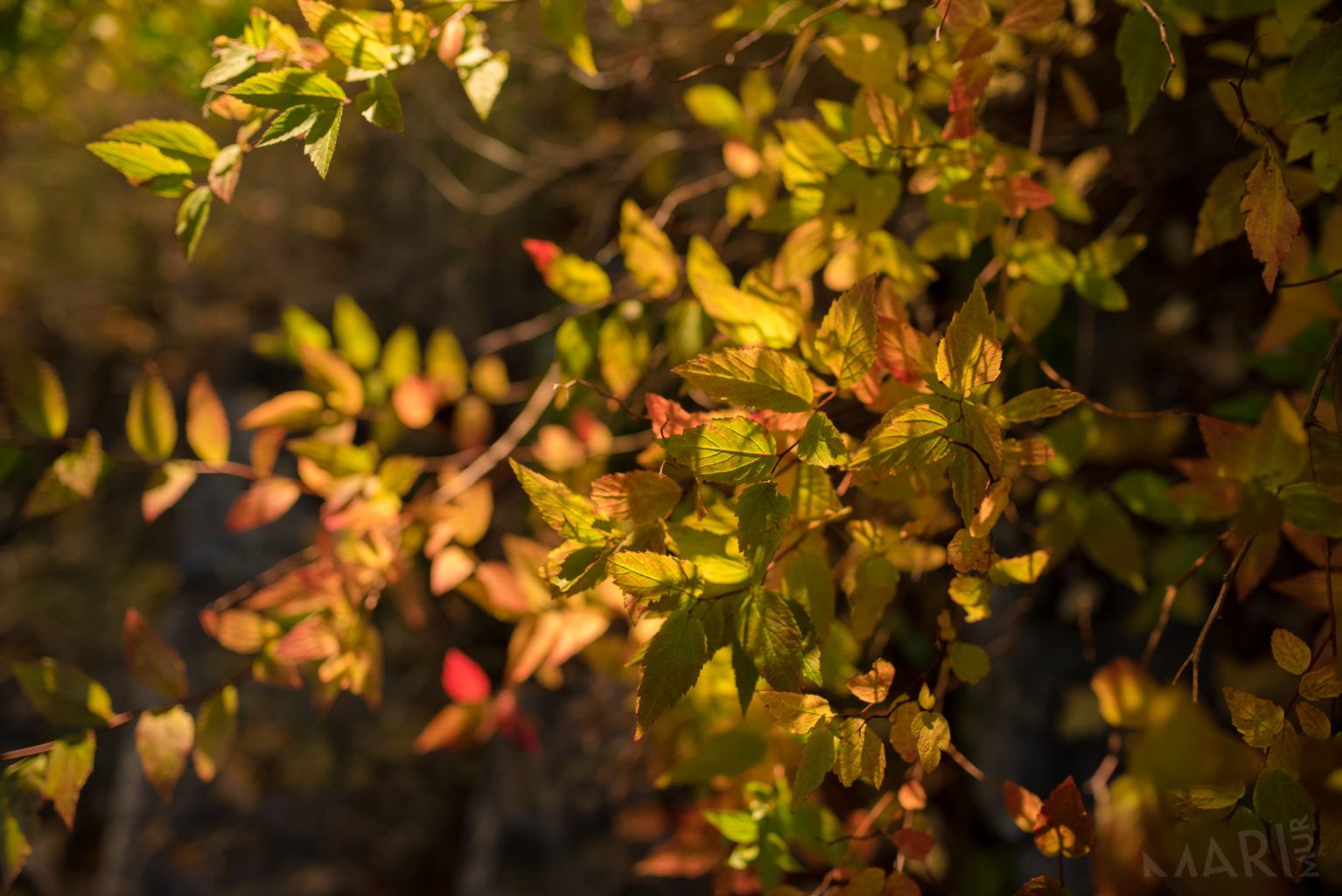 Valokuvaaja: Mari Mur