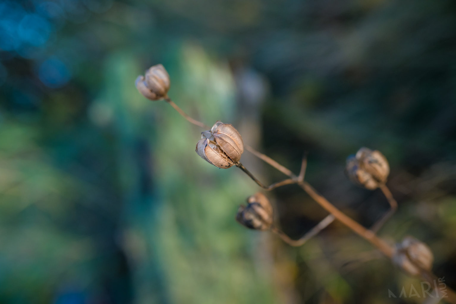 Valokuvaaja: Mari Mur