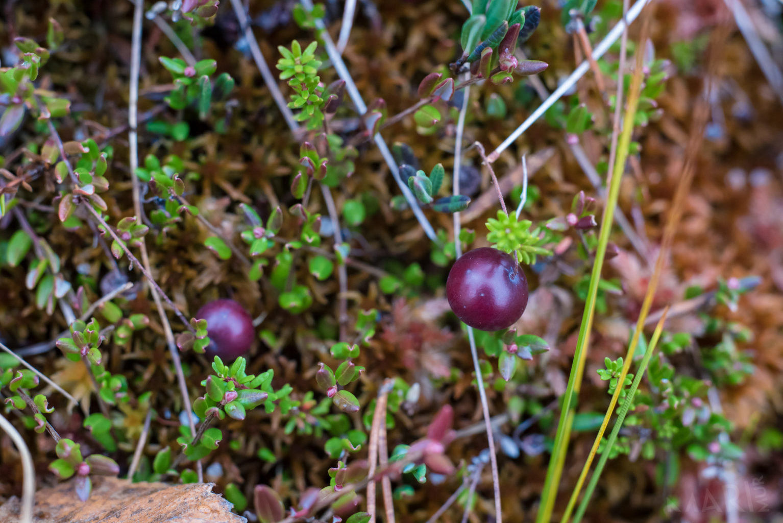 Valokuvaaja: Mari Mur