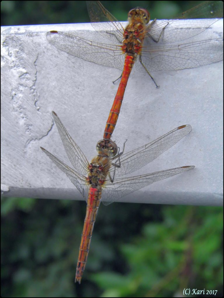 Valokuvaaja: Kari Saarinen