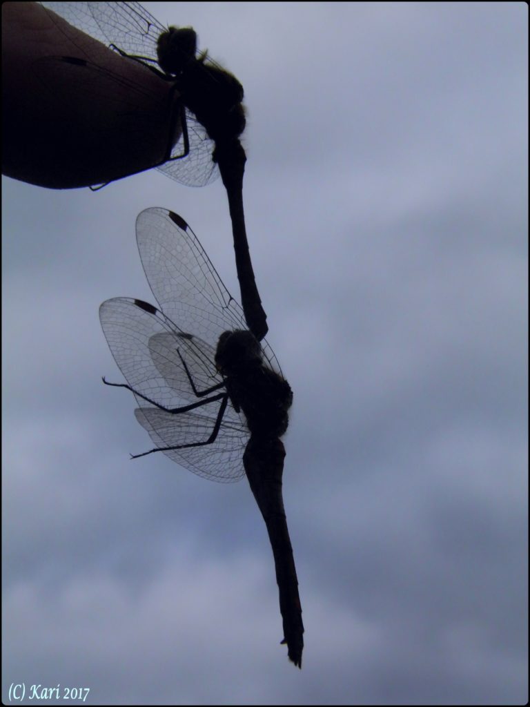 Valokuvaaja: Kari Saarinen