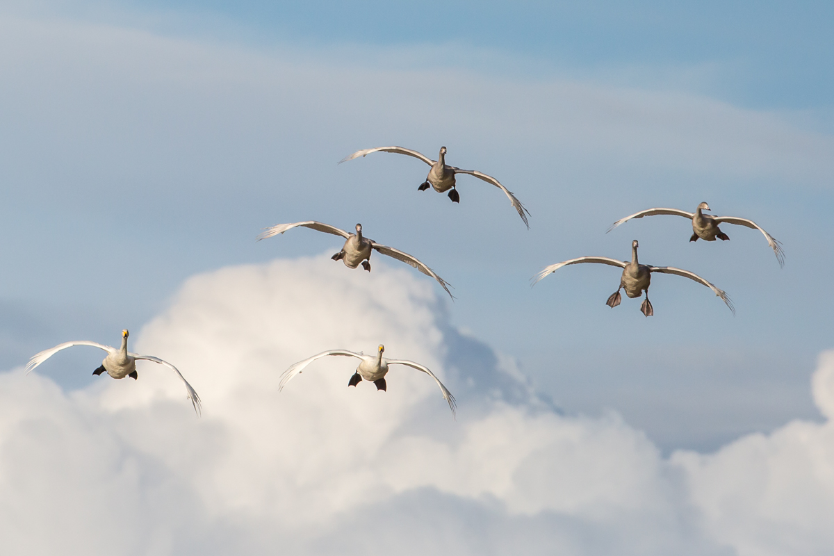 Valokuvaaja: Kaarina Kytö Valokuvaaja: Kaarina Kytö