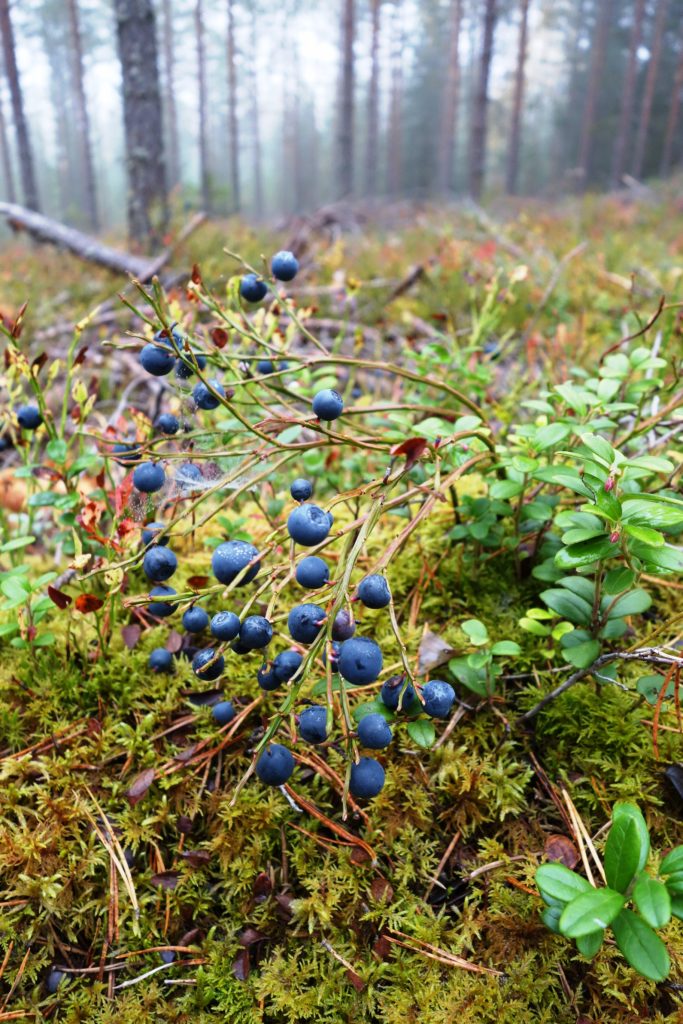 Valokuvaaja: Kaarina Heiskanen