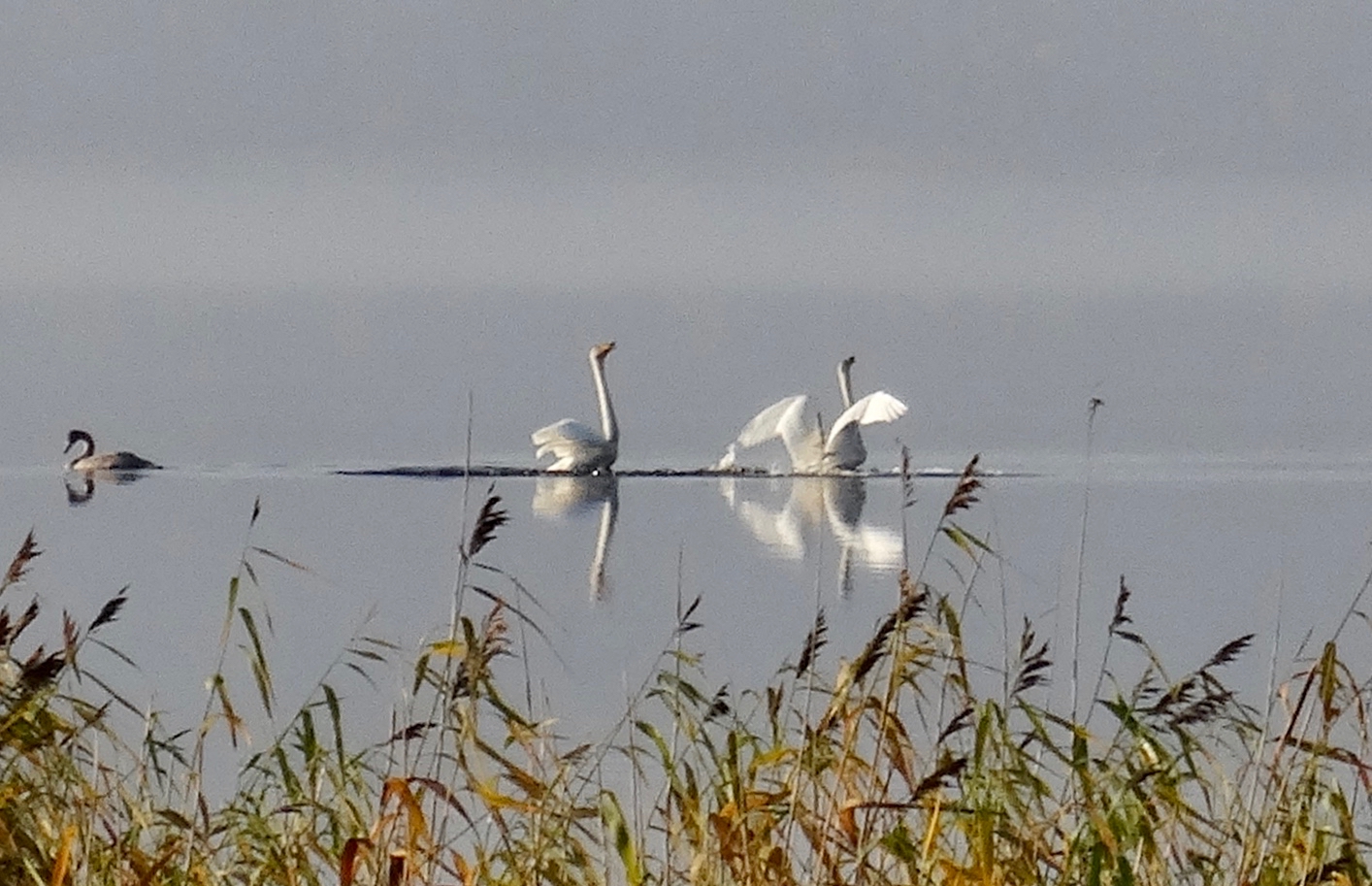 Valokuvaaja: Liisa Niiva-Korpela Valokuvaaja: Liisa Niiva-Korpela