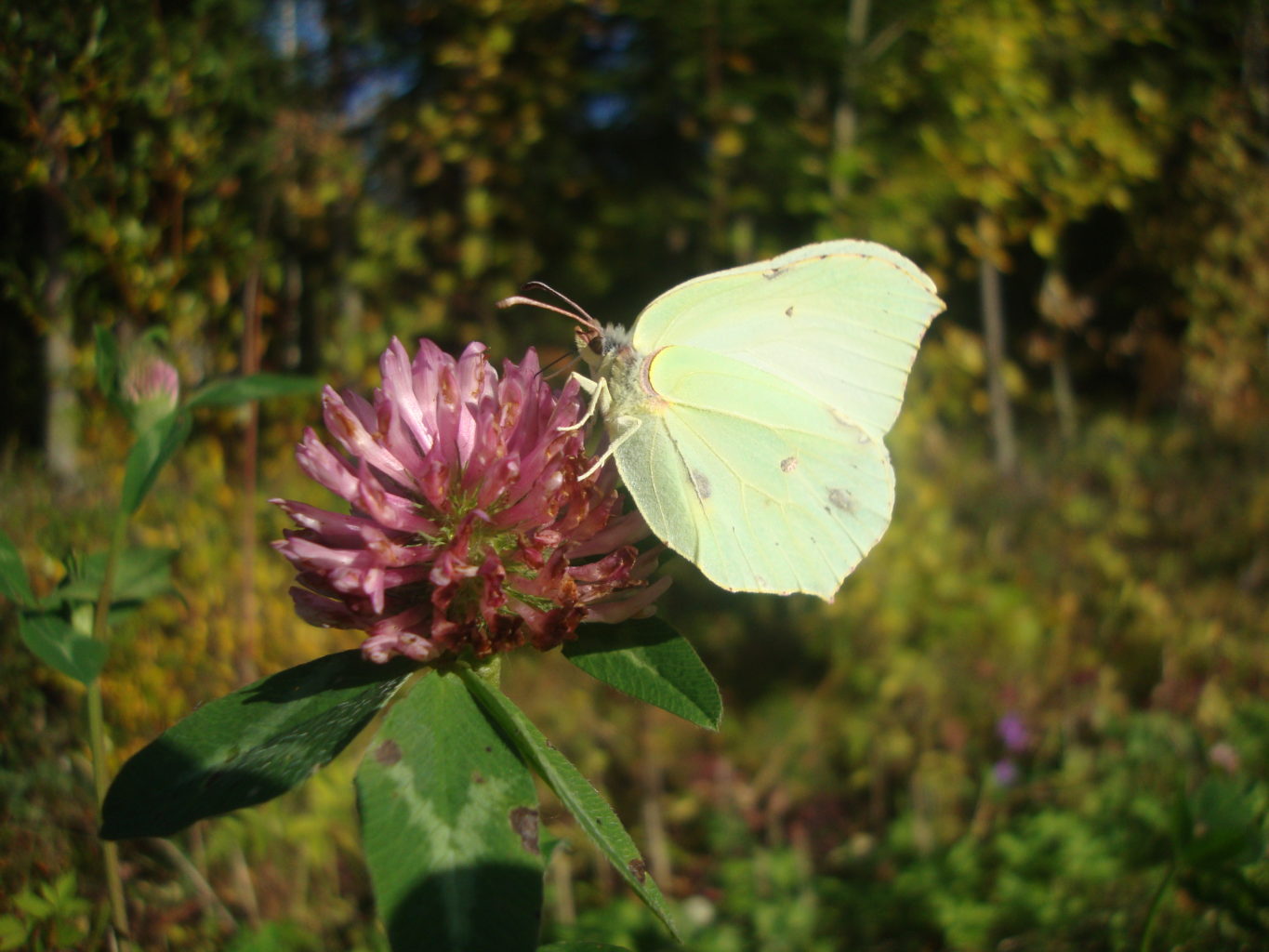 Valokuvaaja: Anja Mustamaa Valokuvaaja: Anja Mustamaa