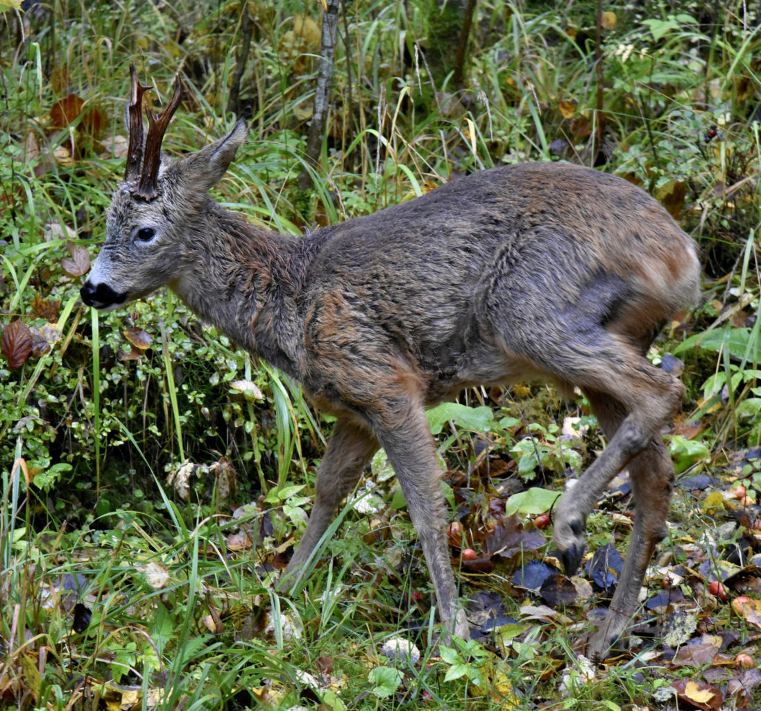 Valokuvaaja: Reijo Juurinen