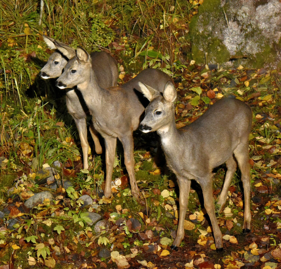 Valokuvaaja: Reijo Juurinen
