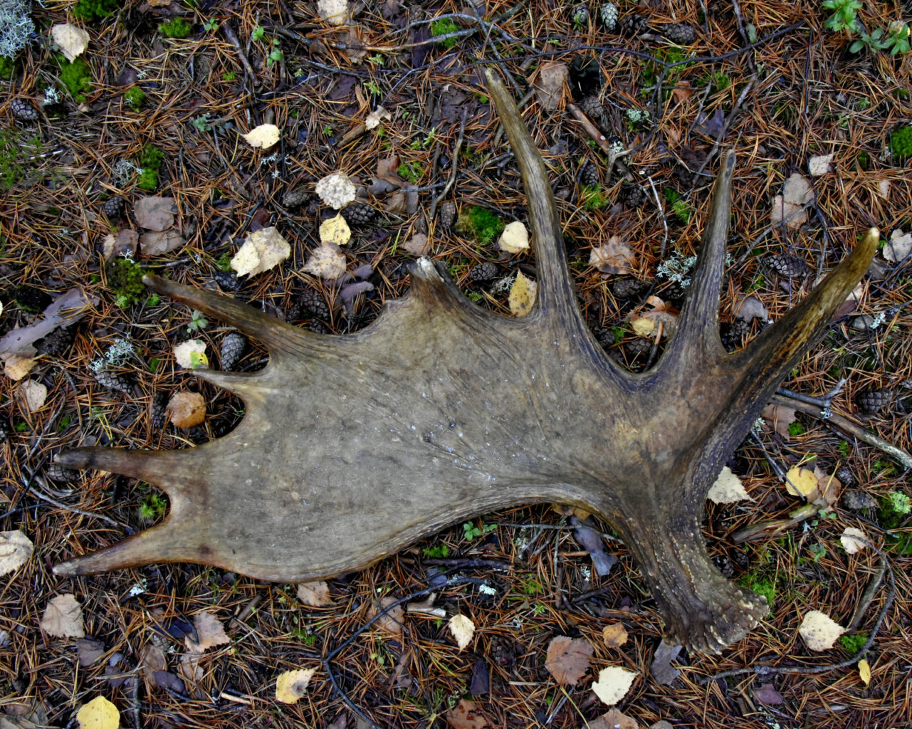 Valokuvaaja: Reijo Juurinen